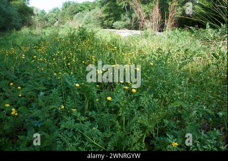 Frühlingslandschaft in der Nähe von Aldea del Fresno und der Flora des Flusses Alberche in zentralspanien Stockfoto