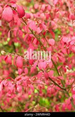 Euonymus alatus, geflügelte Spindel, geflügelter Euonymus, brennender Busch, Karmesin, ovale Blätter im Herbst Stockfoto