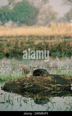 Gefleckter Otter, Hydrictis maculicollis, ruht auf einem Hügel im Wasserweg, Xaxaba Camp, Okavango Delta, Botswana, Afrika Stockfoto