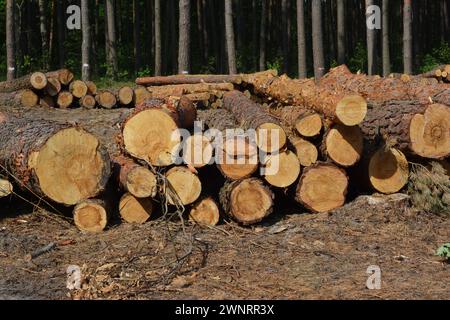 Anhäufungen von Kiefernstämmen, die in einem Wald abgehauen wurden. Kiefernwald. Stockfoto