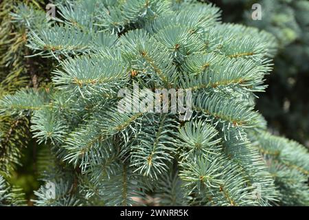 Hintergrund blauer Fichtenzweige. Nahaufnahme der Colorado Fichte oder Colorado Blue Fice Zweige im Frühling. Stockfoto