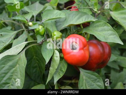 Glockenpfeffer-Anthracnose-Krankheit im Garten. Rote Paprikafrucht, durch Fäulnis geschädigt, Symptom der Anthracnose-Krankheit. Stockfoto