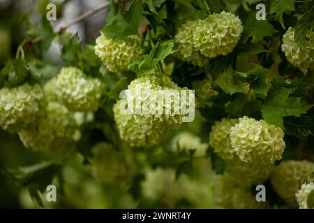 Ein in voller Blüte erblühtes Viburnum, das den Frühlingsgarten mit seinen Blüten schmückt Stockfoto