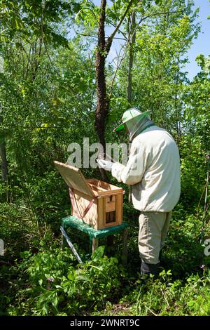 An einem heißen Sommertag sammelt ein Imker einen Schwarm von Bienen, der aus einem Bienenstöcke geflohen ist. Er besprüht den Schwarm vorsichtig mit Minzwather und platziert den Stockfoto