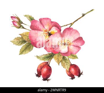 Hagebuttenzweig in Aquarellrosa mit Knospen und Blume, Hund oder brier Rose im Blüten. Botanischer Clipart für Karte, Logo, medizinisches Etikett drucken. Hand Stockfoto