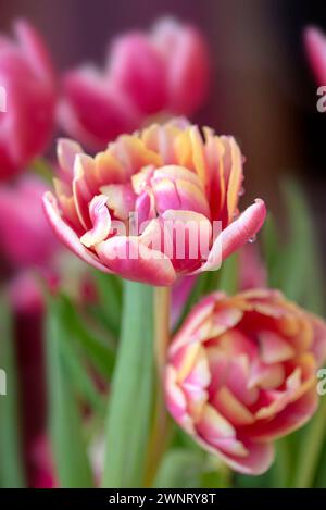 Nahaufnahme einer wunderschönen rosa und gelben doppelblühenden Tulpe in einem Blumenstrauß Stockfoto