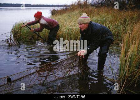 Männer ziehen Fischernetze ein, Sibirien, Russland. Stockfoto