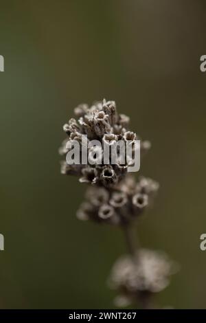 Eine verdorbene Blüte. Rhoen Mountains, Deutschland Stockfoto