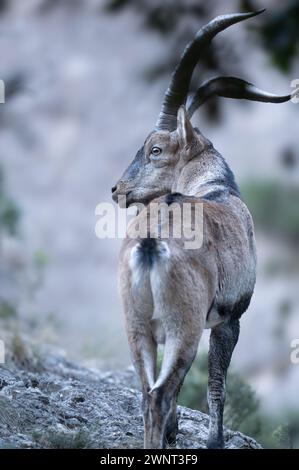 Männliche Bergziege in freier Wildbahn. Stockfoto