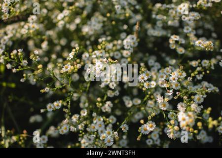 Hochwinkelansicht herbstlicher weißer Asterblüten, die im Sonnenlicht blühen Stockfoto