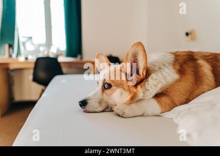 Der Corgi-Hund liegt auf weißen Laken und sieht uns an Stockfoto
