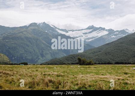 Schafe grasen in der neuseeländischen Landschaft unter dem schneebedeckten Mt. Ehrgeizig Stockfoto