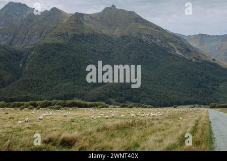 Neuseeländische Landschaft mit vielen weißen Schafen Stockfoto