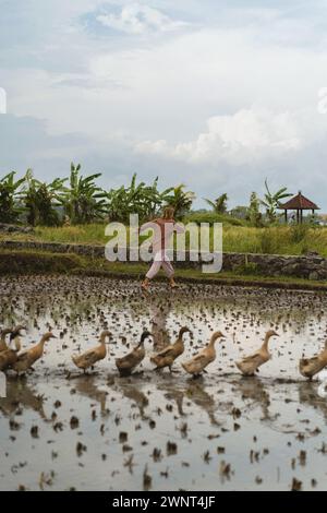 Langhaariger Mann auf einer Entenfarm. Enten in einem Reisfeld Bali Stockfoto