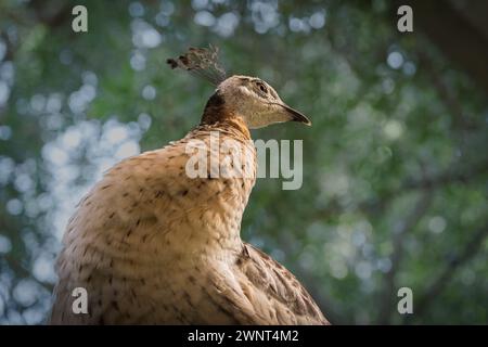 Weißer Pfau auf grünem Hintergrund. Nahaufnahme von weißem Pfauenpfauz. Weiße Pfauen, bekannt als Albino-Pfauen Stockfoto