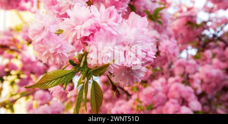 Kirschblüte von Kwanzan Sakura an einem sonnigen Tag. Frühlingsferien Stockfoto