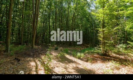 Wandern Sie im Sommer durch urzeitliche Buchenwälder. Landschaft mit Bäumen in grünem Laub Stockfoto