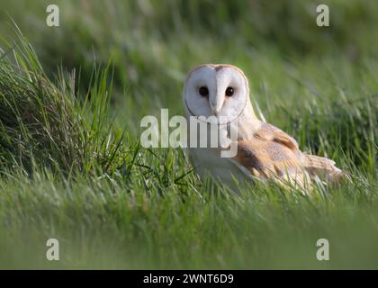 Eine wilde Scheuneneule (Tyto alba) auf dem Boden mit Beute, Norfolk Stockfoto