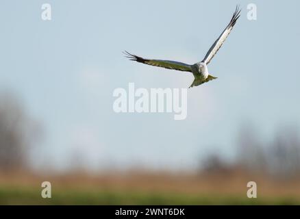 Erwachsene männliche Hen Harrier (Circus cyaneus) jagen über Norfolk Grasland Stockfoto