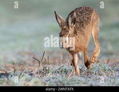 Ein Braunhase (Lepus europaeus), der durch das Ackerland im Osten Englands verläuft Stockfoto