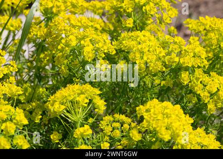 Zypressen-Wolfsmilch, Zypressenwolfsmilch, Wolfsmilch, Zypressen-Wolfmilch, Euphorbia cyparissias, Cypress Spurge, L’Euphorbe petit-cyprès, Euphorbe f Stockfoto