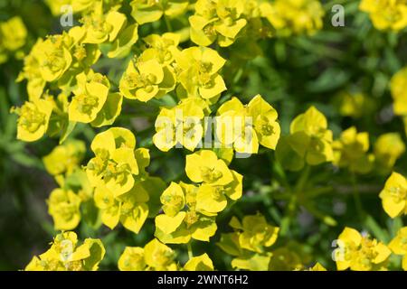 Zypressen-Wolfsmilch, Zypressenwolfsmilch, Wolfsmilch, Zypressen-Wolfmilch, Euphorbia cyparissias, Cypress Spurge, L’Euphorbe petit-cyprès, Euphorbe f Stockfoto