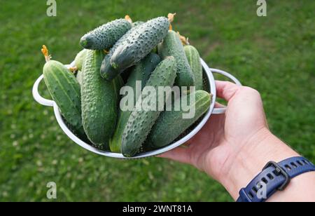Eine Person hält eine Schüssel voller Gurken. Die Gurken sind grün und haben eine holprige Textur. Nahaufnahme. Stockfoto