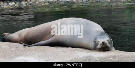 Ein Seelöwe auf einem Felsen im Belfast Zoo, Großbritannien Stockfoto