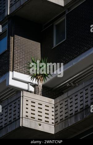 Ein Baum, der auf einem Balkon einer Wohnung auf dem Middlesex Street Housing Estate, City of London, Großbritannien wächst. September 2023 Stockfoto