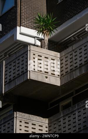 Ein Baum, der auf einem Balkon einer Wohnung auf dem Middlesex Street Housing Estate, City of London, Großbritannien wächst. September 2023 Stockfoto