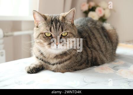 Häusliche, graue Katze, die auf dem Bett liegt. Katze entspannen auf dem Bett zu Hause Nahaufnahme. Stockfoto