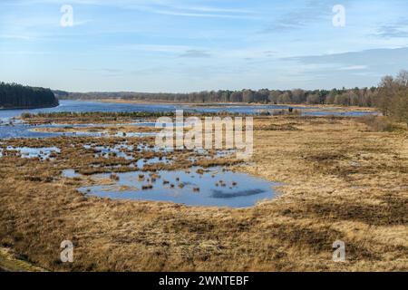 Ruhige Feuchtlandschaften mit Wasserbecken inmitten von hohem Gras unter klarem blauem Himmel, im Nationalpark Dwingelderveld, Niederlande Stockfoto