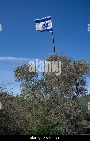 Eine israelische Flagge, die auf einem Olivenbaum in den Bergen von Judäa bei Jerusalem, Israel, gehisst wird. Stockfoto