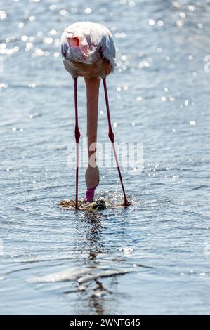 Greater Flamingos - Phoenicopterus roseus - entlang der Küste von Walvis Bay, Namibia. Stockfoto