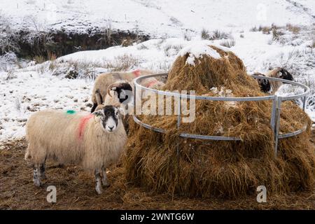 Schwaledale Schafe im Winter auf Moorland Stockfoto