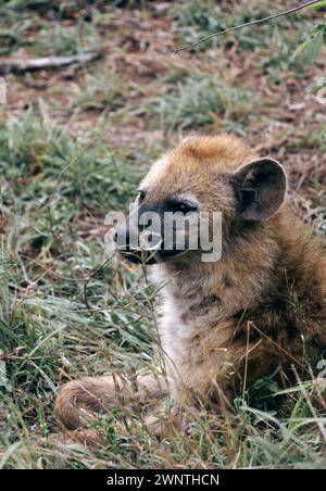 Nahaufnahme Portrait junge süße gefleckte Hyäne mit runden Ohren, Tier in natürlicher Umgebung, Tiere Tiere Tiere Südafrika. Wilde Natur Krüger National Park Stockfoto