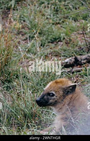 Kruger-Nationalpark-Safari, Nahaufnahme Porträt Lächeln gefleckte Hyäne blickt zurück in die Kamera, Tier in natürlichem Lebensraum, Tierwelt Südafrika. Wilde Natur Stockfoto