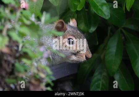 Das östliche graue Eichhörnchen, auch bekannt, vor allem außerhalb Nordamerikas, ist einfach das graue Eichhörnchen, ein Baumhörnchen der Gattung Sciurus. Stockfoto