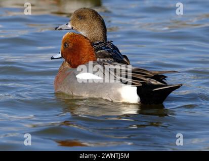 Bei den Wigeons oder Widgeons handelt es sich um eine Gruppe von Vögeln, die derzeit zusammen mit zwei anderen Arten der Gattung Mareca zugeordnet sind. Weiblich. Stockfoto