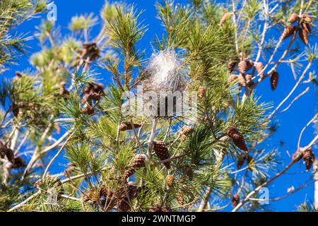 Thaumetopoea pityocampa Pine Processionary Moth Caterpillar Nest in a Pinus halepensis Aleppo Kiefer Baum Stockfoto