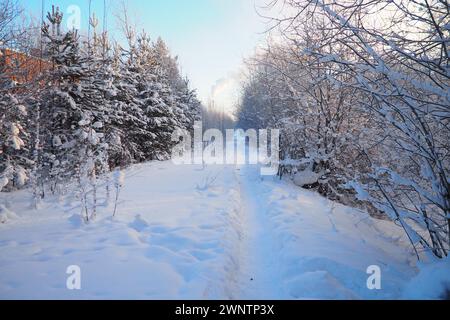 Kiefernwald im Winter tagsüber bei starkem Frost, Karelien. Schnee auf den Nadelzweigen. Der Produktionsschornstein produziert viel weißen Rauch Stockfoto