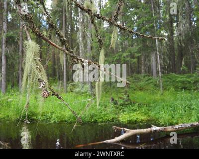 Taiga-Biom dominiert von Nadelwäldern. Picea-Fichte, Nadelbäume aus der Familie Pinaceae. Russland, Karelien. Waldfluss Stockfoto