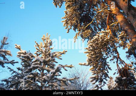 Kiefernwald im Winter tagsüber bei starkem Frost, Karelien. Schnee auf den Nadelzweigen. Frostiges sonniges Wetter gegen Zyklon. Schottische Kiefer Pinus Stockfoto