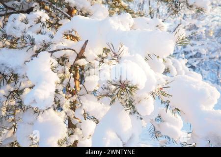 Kiefernwald im Winter tagsüber bei starkem Frost, Karelien. Schnee auf den Nadelzweigen. Frostiges sonniges Wetter gegen Zyklon. Schottische Kiefer Pinus Stockfoto