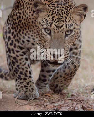 Porträt eines Leoparden, der in der Hocke einen starken Blick wirft. Gesicht eines srilankischen Leoparden Kotiya aus dem Yala-Nationalpark, Sri Lanka. Stockfoto