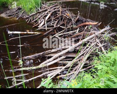 Ein Biberdamm, der von Bibern an einem Fluss oder Bach errichtet wird, um vor Raubtieren zu schützen und die Futtersuche im Winter zu erleichtern. Das Dammmaterial schon Stockfoto