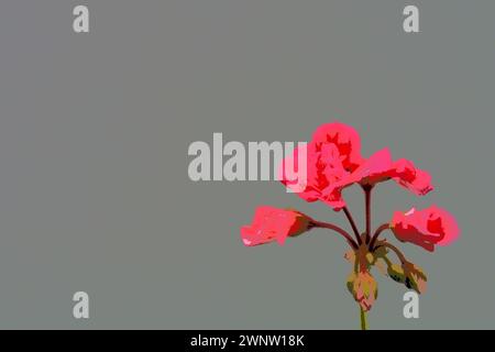 Hellrosa oder purpurpurrotes Geranium pelargonium auf grauem Hintergrund. Geraninfloreszenz an einer grauen Wand. Copyspace. Postkarte oder leer für A Stockfoto