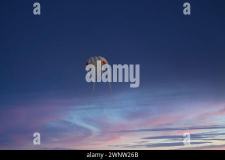 20. Januar Abudhabitische VAE. Wunderschöne und verschiedene Arten von Kites vom Kite Festival in Abudhabi Stockfoto