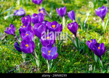 Viele lila Krokusse in einem Park auf einer Wiese Stockfoto
