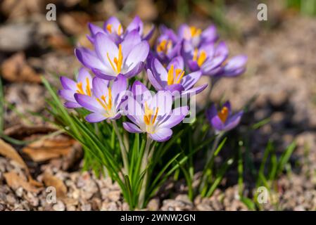 Lila Krokuslila weiße Blüten, Frühling Stockfoto